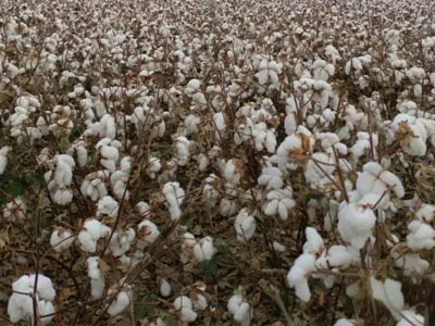 Los ventiladores centrífugos de doble entrada SunxFan se actualizaron nuevamente: La nueva generación de productos de frecuencia variable EC ayudan a los recolectores de algodón a operar de manera eficiente